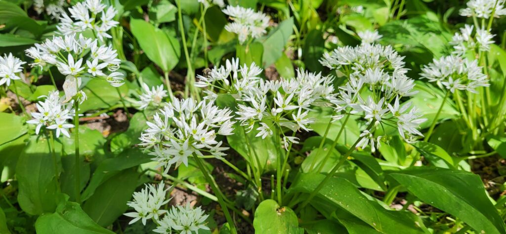 bärlauch allium ursinum