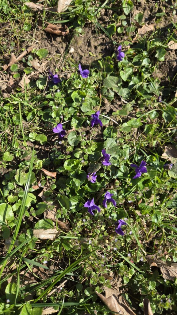 duftveilchen viola odorata