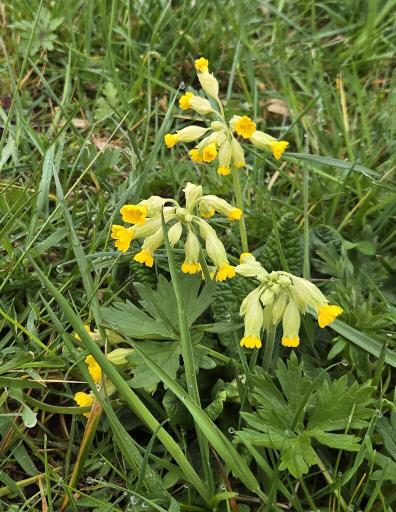 echte schlüsselblume primula versis