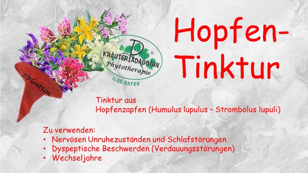 hopfen tinktur