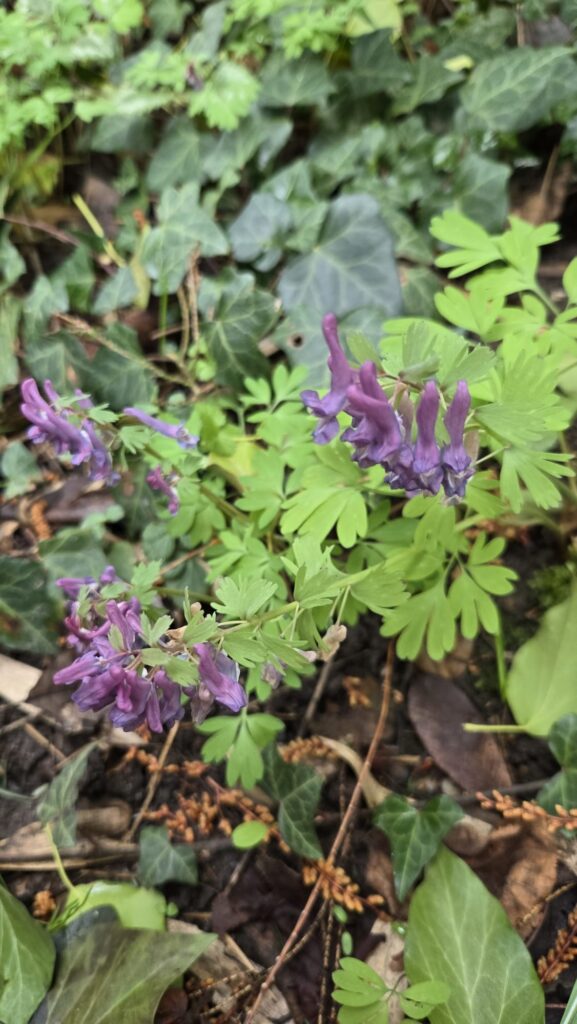 lerchensporn corydalis cava