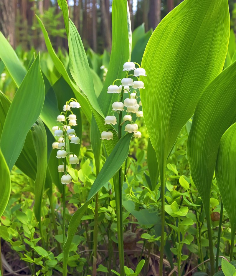 maiglöckchen convallaria majalis
