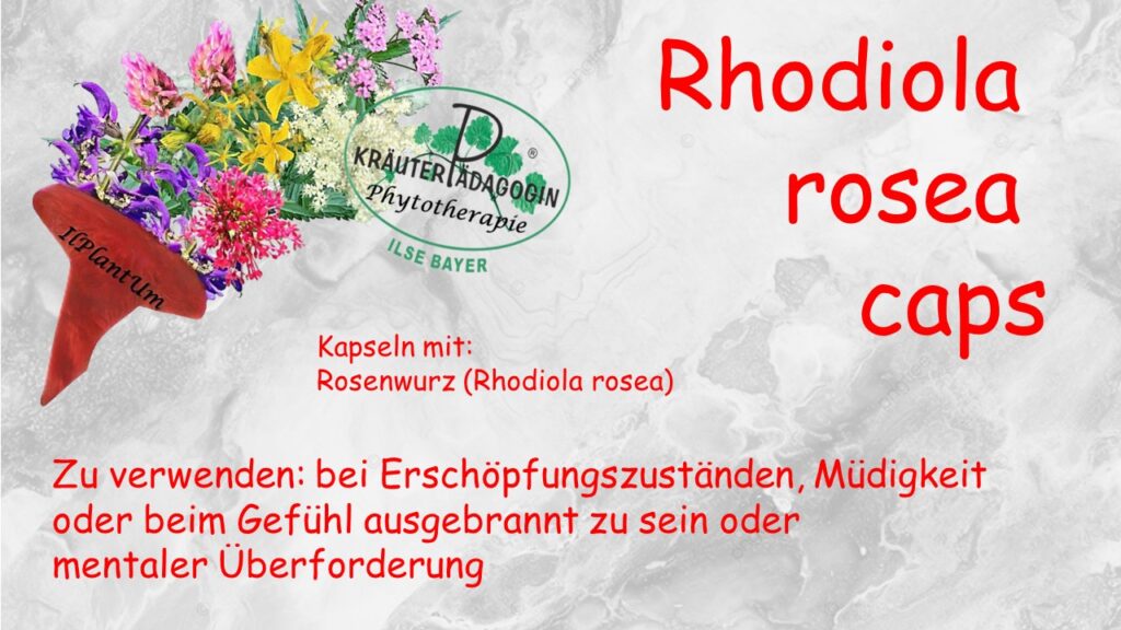 rhodiola rosea encapsulate