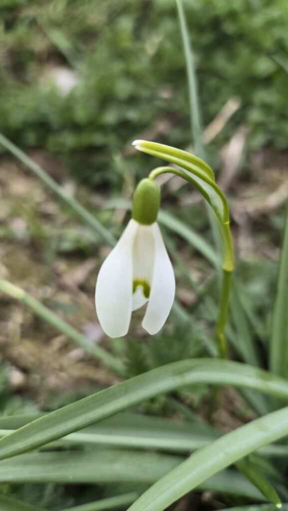 schneeglöckchen galantus vinalis