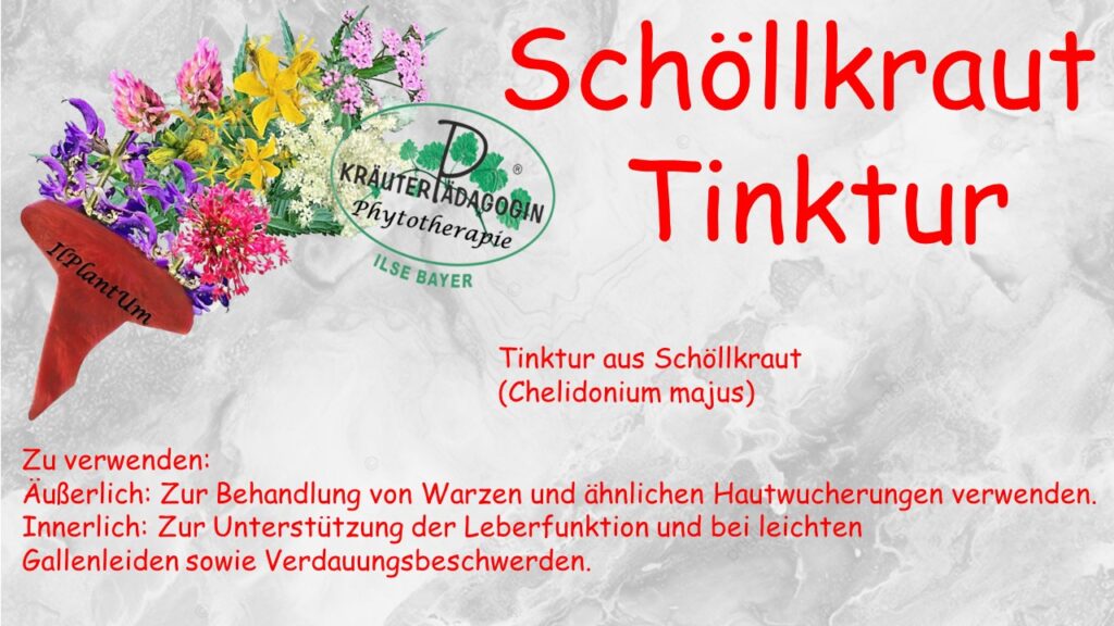 schöllkraut tinktur