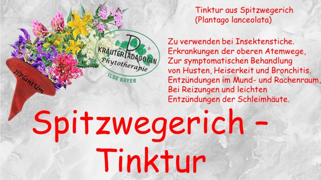 spitzwegerich tinktur