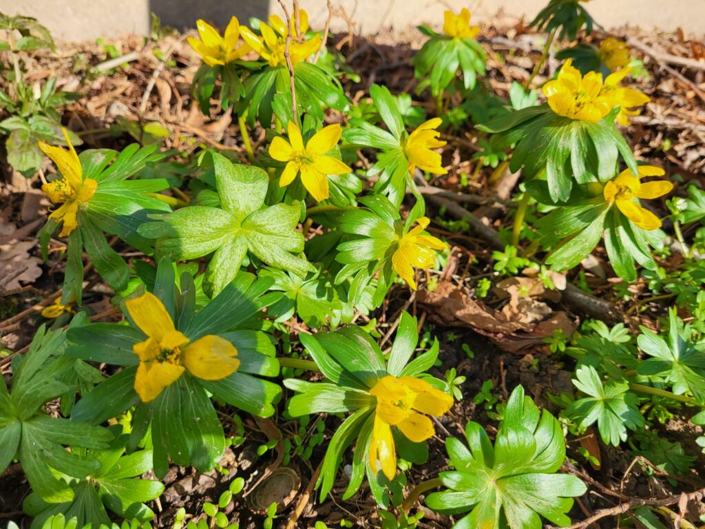 winterling eranthis hyemalis